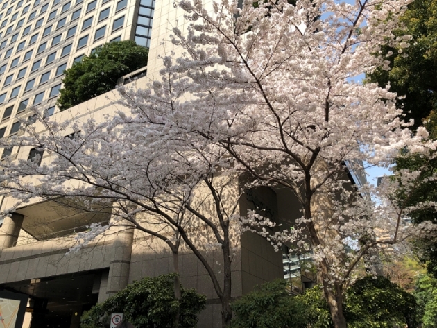 桜